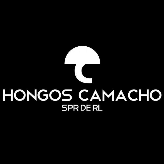Producción de hongo seta